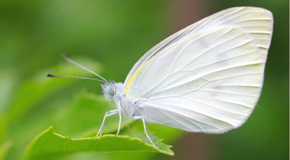 What Do White Butterflies Mean