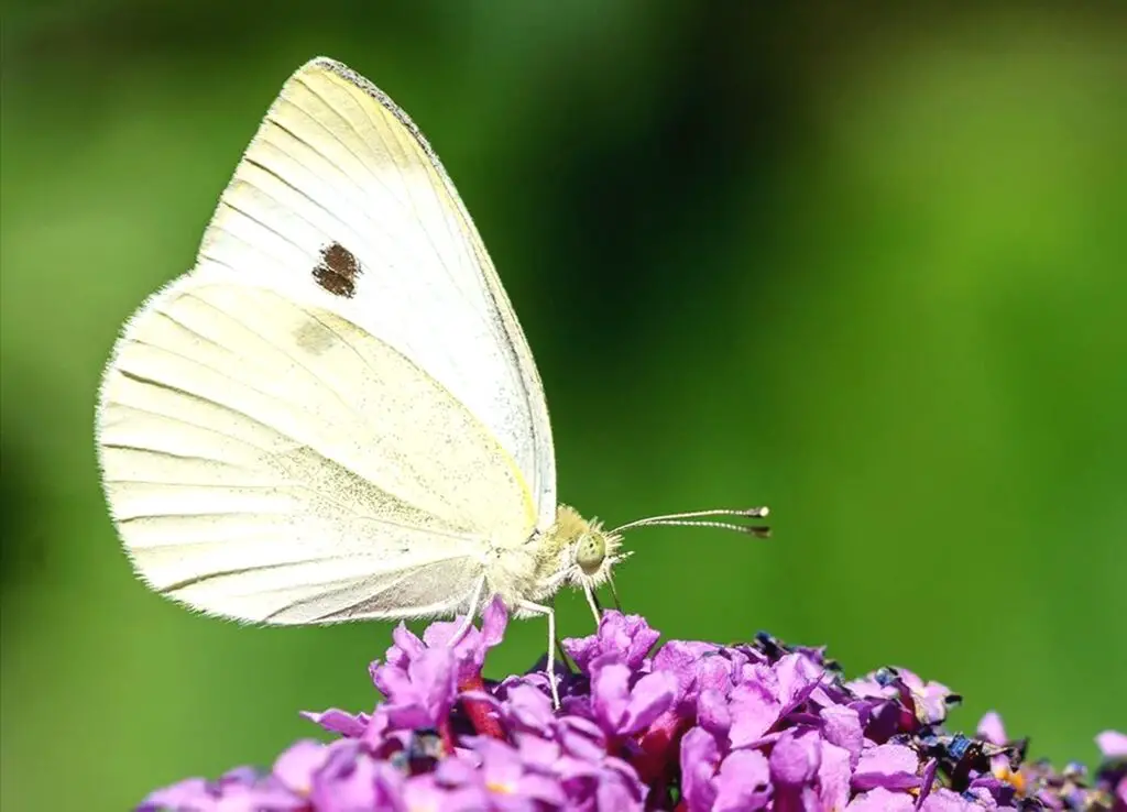 What Do White Butterflies Mean