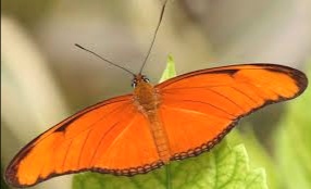 Meaning of a Orange Butterfly 