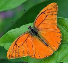 Meaning of a Orange Butterfly