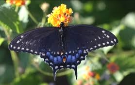 Black Butterfly Symbolic Meaning