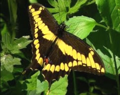 Meaning of a Black And Yellow Butterfly