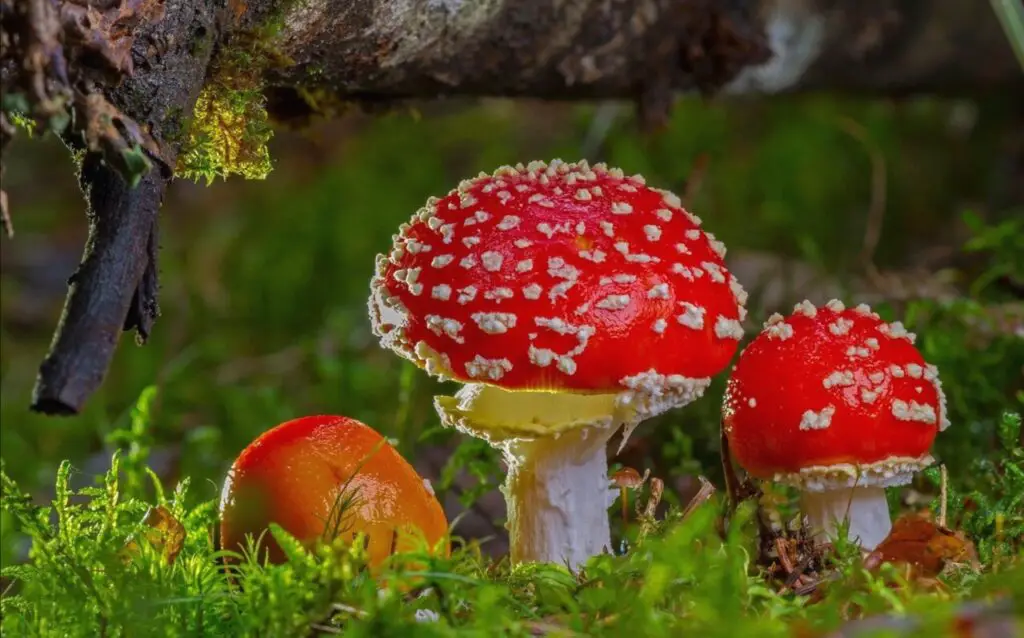 Colours of Mushrooms