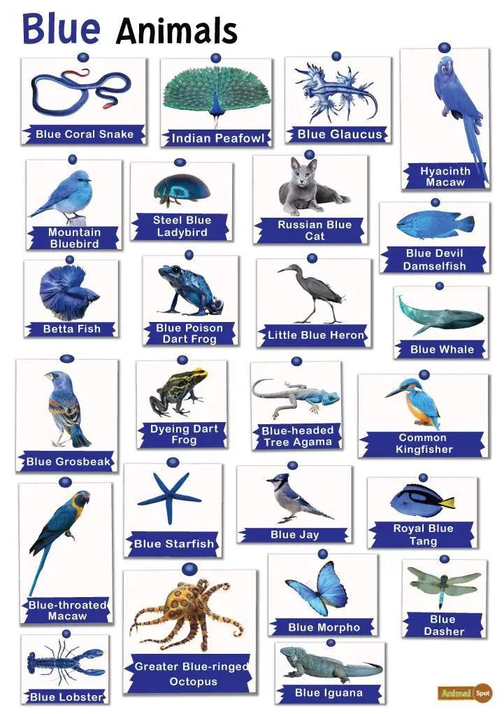 Animals With Blue