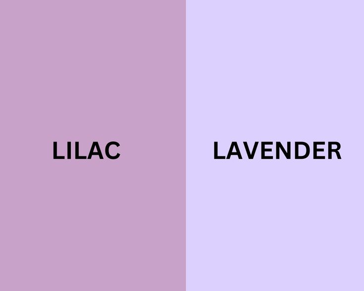 Lilac Vs Lavender