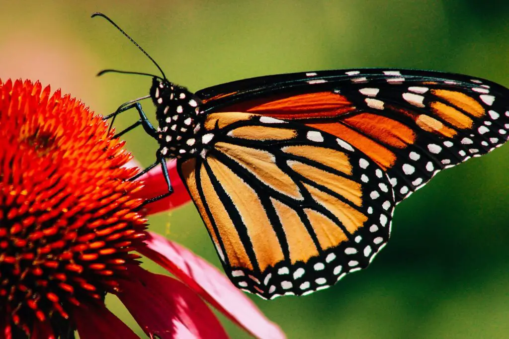 Meaning Orange Butterfly