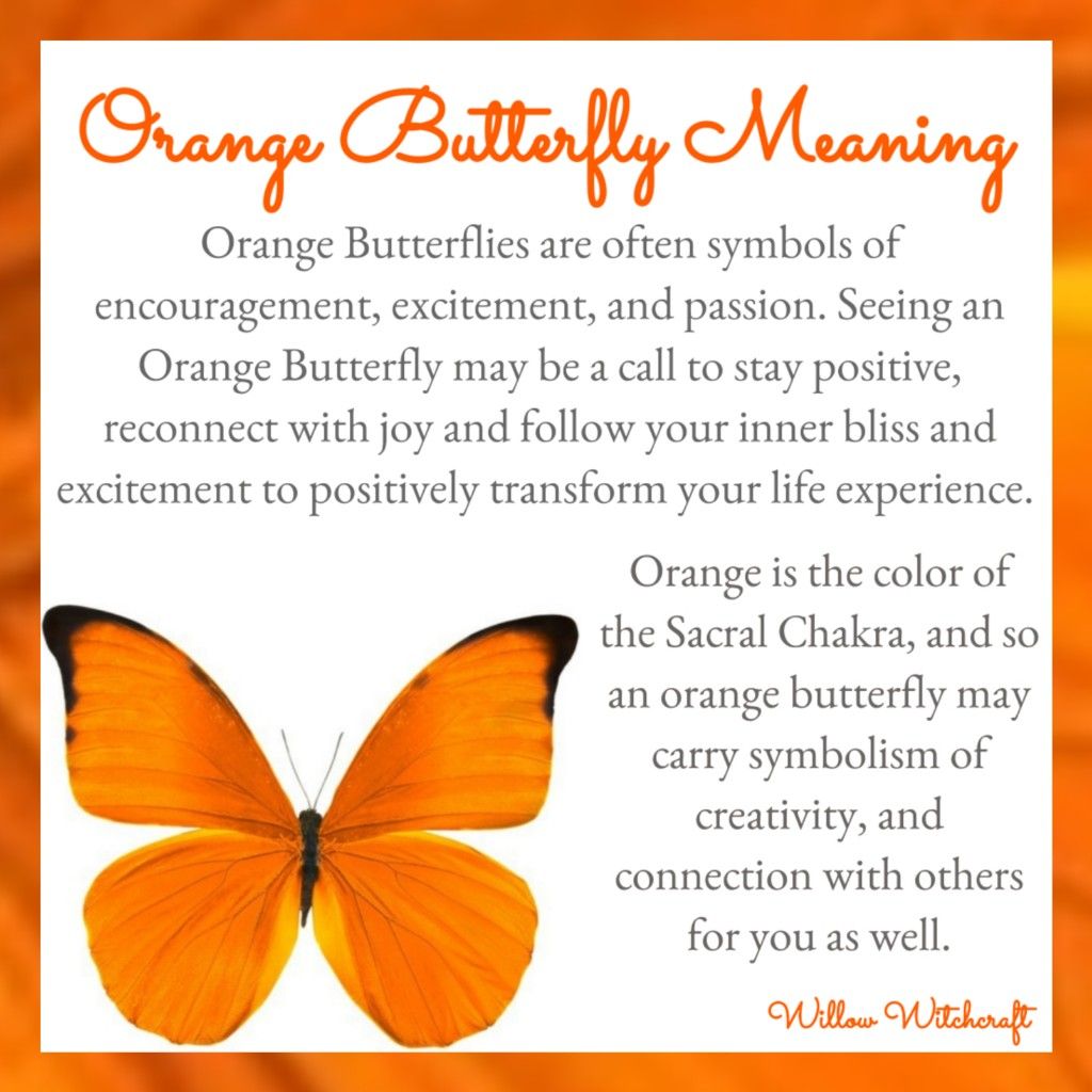 Orange Butterfly Meaning