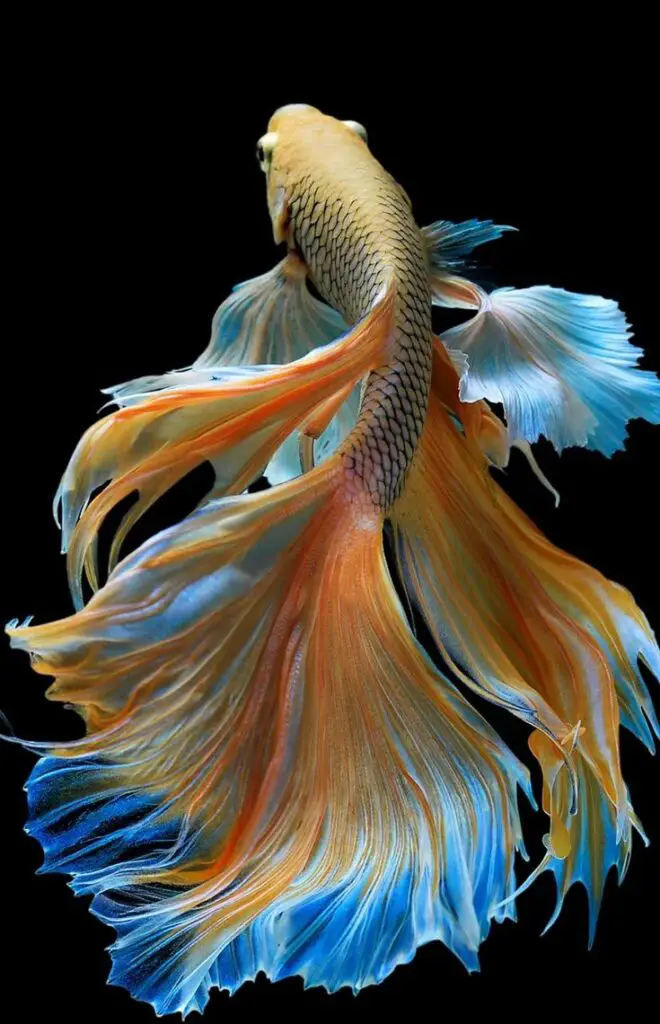 Pretty Fish