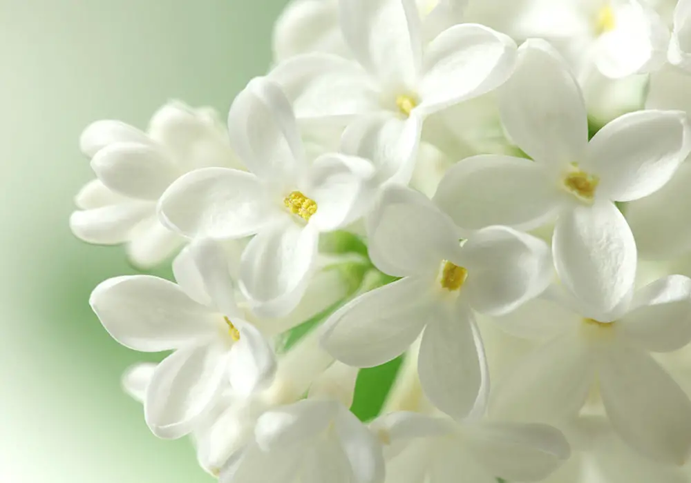 White Flowers Meaning